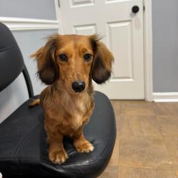 Wabbit - Dachshund