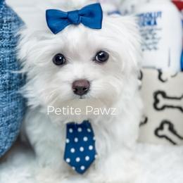 Jack - White male Maltese puppy in Tampa, Florida from Petite Pawz