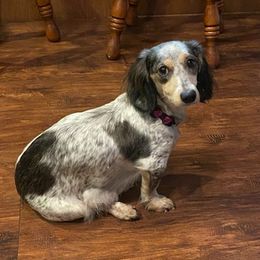 Dachshunds from Spicee Doxies