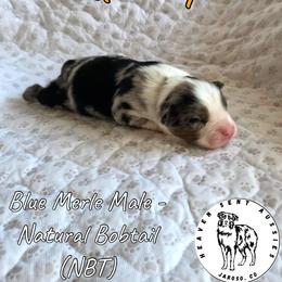 Quirky - Blue merle male Miniature Australian Shepherd puppy in Jaroso, Colorado from Heaven Sent Aussies
