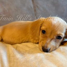 Coquito - Cream male Dachshund puppy in Jonesboro, Illinois from Twin Hills Dachshunds