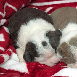 Bluey - Blue female Boston Terrier puppy in Millers Creek, North Carolina from Tumbling Shoals Hilltop Bostons