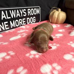 Stitch AKC 3000 - Black and tan male Dachshund puppy in Indian Trail, North Carolina from Hilda’s Teenie Weenies