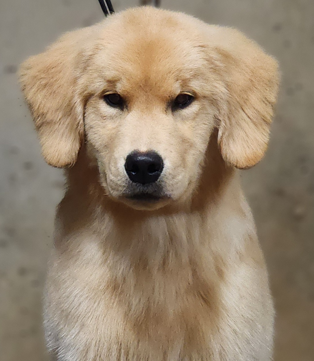 Golden Retriever and Samoyed Puppies from Snowshoe Samoyeds & Impact Golden Retrievers