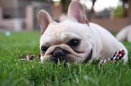 Cream French Bulldog has its head down in the grass