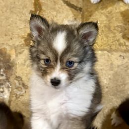 Noel - Wolf sable female Pomsky puppy in Magnolia, Texas from Solace Shelties and Pomskies