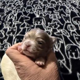 Chase (lavender) - Blue and white male Chihuahua puppy in Seneca, Missouri from Stephanie’s Puppy Colony
