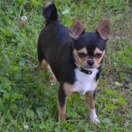 Harley - Chihuahua