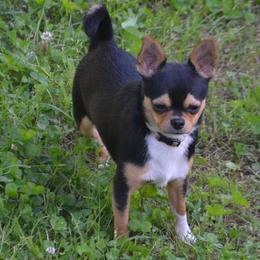 Harley - Chihuahua