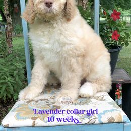 Saint Berdoodle Puppies from ProAct Canines