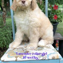 Saint Berdoodle Puppies from ProAct Canines