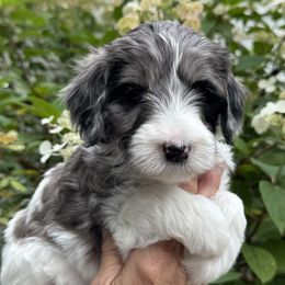 Girl 1 - Parti female Goldendoodle puppy in Newark, Ohio from Valleydayle Doodles and Wheatens