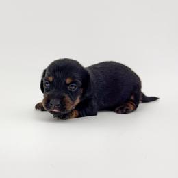 Willow - Black and tan female Dachshund puppy in Waddell, Arizona from Neu Doxies