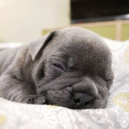 French Bulldog Puppies from French Pup