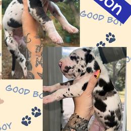 SPOON - Harlequin male Great Dane puppy in Wellsville, New York from Prophecy Danes