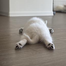 Samoyed Puppies from Sugar Sweet Samoyeds
