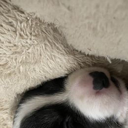 Boy 3 - Cardigan Welsh Corgi puppy in Temecula, California from Kirstin Booth
