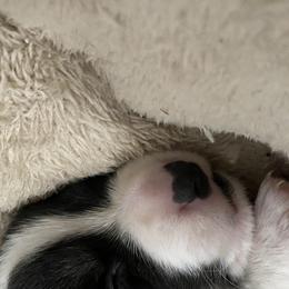 Boy 3 - Cardigan Welsh Corgi puppy in Temecula, California from Kirstin Booth