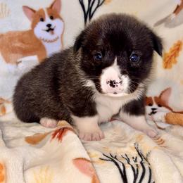 American Corgi Puppies from 5H Corgis