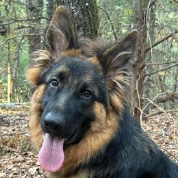 Dixie - Black and red female German Shepherd puppy in Canton, Texas from WILDWOOD GERMAN SHEPHERDS