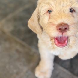 Puppy 1 - Cream male Australian Cobberdog puppy in Scottsdale, Arizona from Mud Pies Australian Cobberdogs