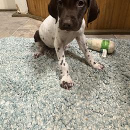 Sweetest 3 - Liver and white female German Shorthaired Pointer puppy in Troy, North Carolina from Uwharrie GSP