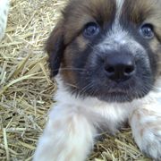 Karakachan Puppies from MI Family Farm
