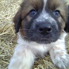 Karakachan Puppies from MI Family Farm