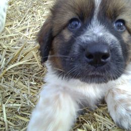 Karakachan Puppies from MI Family Farm