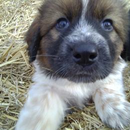 Karakachan Puppies from MI Family Farm