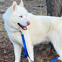 Siberian Huskies from Arctic Fusion Kennels