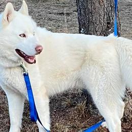 Siberian Huskies from Arctic Fusion Kennels