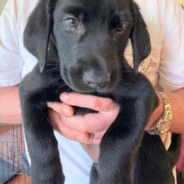 Labrador Retriever Puppies from Goshen Swamp Retrievers