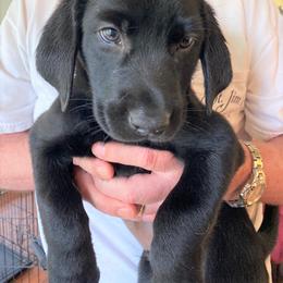 Labrador Retriever Puppies from Goshen Swamp Retrievers