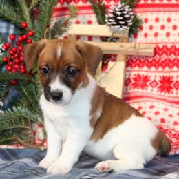 Russell Terrier puppies from Sunny Lane JRTs