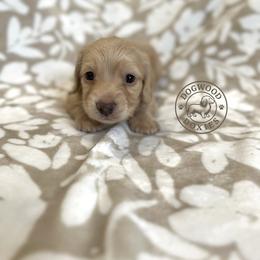 Dachshund Puppies from Dogwood Doxies