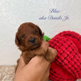 Boy 2 (Blue) - Red  male Poodle puppy in Miami, Florida from Katy's Toy Poodles & Doodles