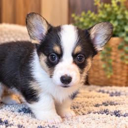 Oakley - Black and white female Cardigan Welsh Corgi puppy in Kerens, West Virginia from Leather & Lace