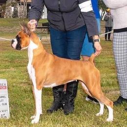 Cardi - Boxer