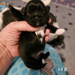 4th born boy - Black and white male Shih Tzu puppy in Havelock, North Carolina from Sugar Paws Heavenly Shih Tzu’s