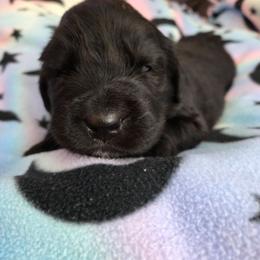 Fine Wine Merlot - Black female Newfoundland puppy in Quaker City, Ohio from Country Magik
