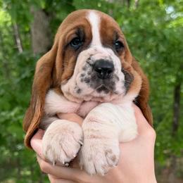 Yo-yo - Mahogany and white female Basset Hound puppy in Red Bay, Alabama from Maple Street Bassets