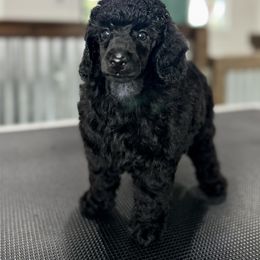 Poodle Puppies from Boon Hill Poodles