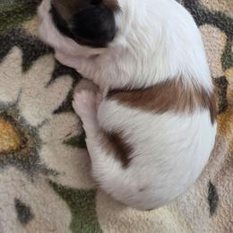 Max - Brindle and white male Shih Tzu puppy in Rockmart, Georgia from Sonya Garrett