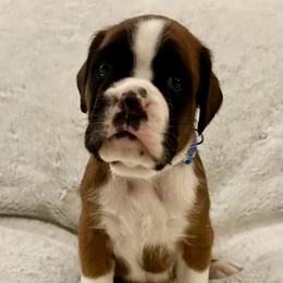 Deacon - Blue Collar - Fawn male Boxer puppy in Watervliet, New York from Shamrock's Boxers