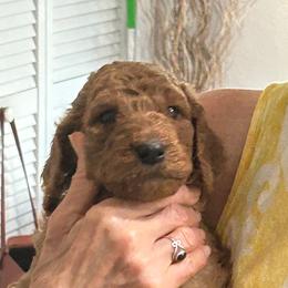 Vivien - Red  female Poodle puppy in Clearwater, Florida from Poodle Majesty