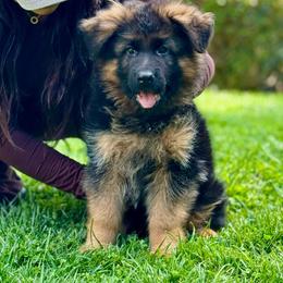 German Shepherd Puppies from Von Legends Burg