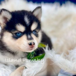 Açaí - Black and white female Pomsky puppy in Hawaii from Island Pomskies