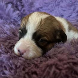 Hazelnut - Sable female Pembroke Welsh Corgi puppy in Lima, New York from Hickory Springs Corgis