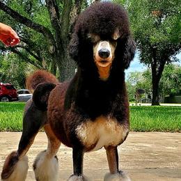Zen - Poodle